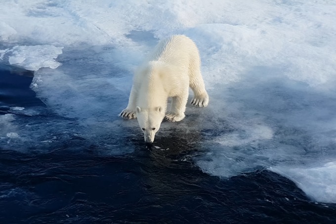 （写真）気候変動問題で、北極圏に住むシロクマが温暖化によって絶滅するという危機が過去20年叫ばれた。ところがそれによる保護の結果、生息数は横ばいだ。現実と合わない騒動の一例（iStock）